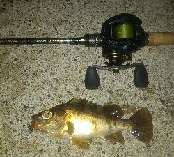 安定のロリメバルポンポン