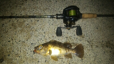 安定のロリメバルポンポン