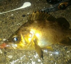 雨中のメバルポンポン