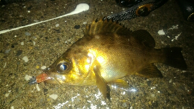 雨中のメバルポンポン