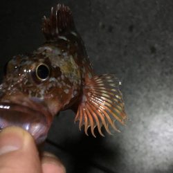 時代はガシラっすよ？