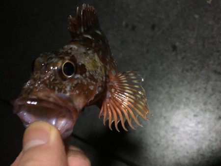 時代はガシラっすよ？