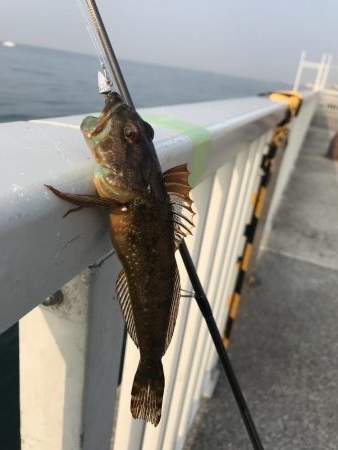 アナハゼ も楽しい！