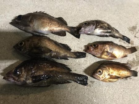 メバリング釣行第4弾