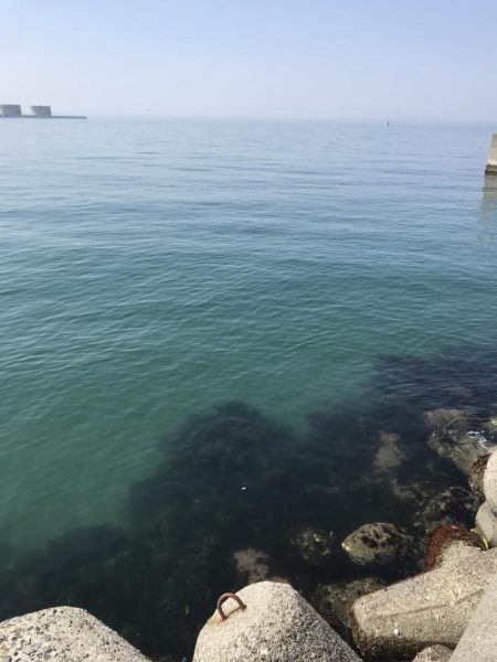 スズキゲット！