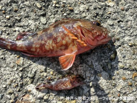 まだまだ渋いベランダ釣行