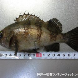 短時間でメバル2匹