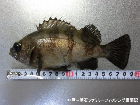 短時間でメバル2匹