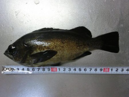 爆風大荒れの中の釣果