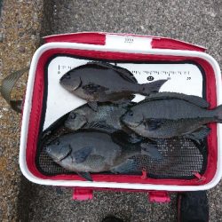 勝浦でグレ釣り