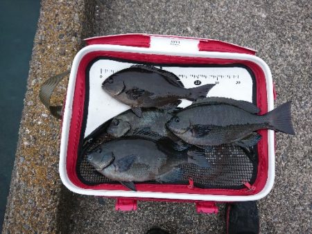 勝浦でグレ釣り