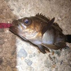 メバルプラッキング