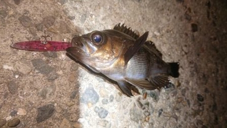 メバルプラッキング