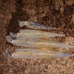 久しぶりの複数釣果