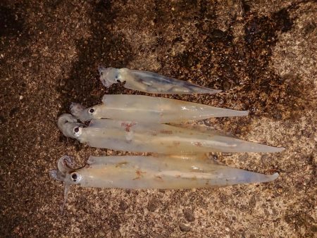 久しぶりの複数釣果