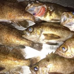 好調メバリング