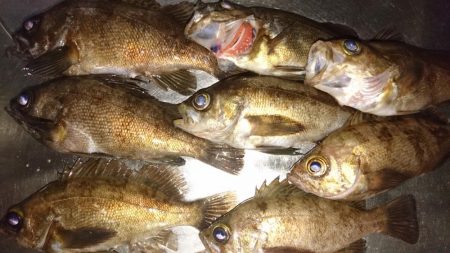 好調メバリング