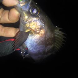 暴風雨のちメバリング