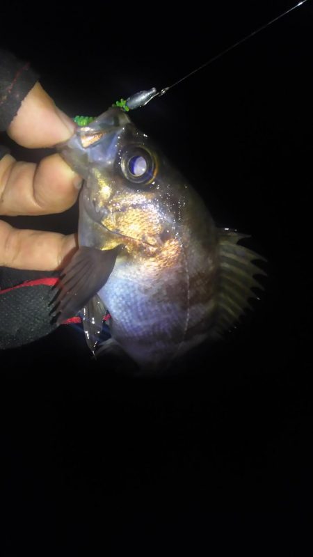 暴風雨のちメバリング