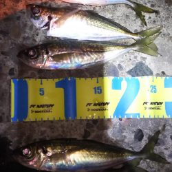 日本海アジング