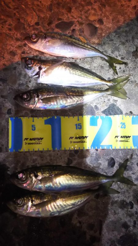 日本海アジング