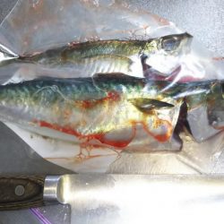 淡路島アジ調査