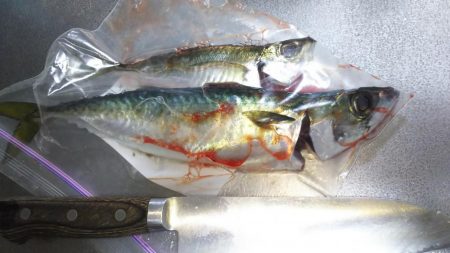 淡路島アジ調査