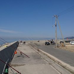 花見ガレイ(戻りガレイ)