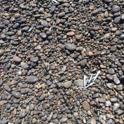 メジロ、サワラ、ヒラメ、絶好調