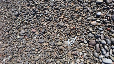 メジロ、サワラ、ヒラメ、絶好調