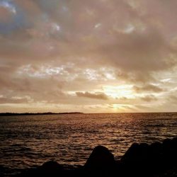 暴風でも活性の高いのはオニカマスだけ