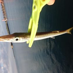 オニカマス入れ食い