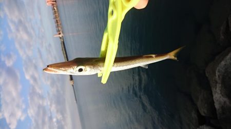 オニカマス入れ食い