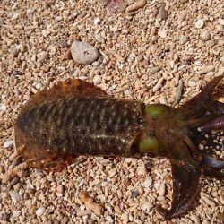 西表島アオリイカ、サーフでランガン