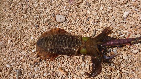 西表島アオリイカ、サーフでランガン