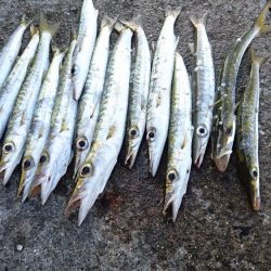 西表島、オニカマス爆釣果