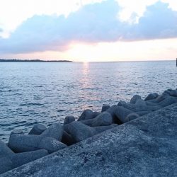 西表島 今日もオニカマス 渋いです。