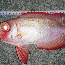 大潮に合わせてナイトフィッシング