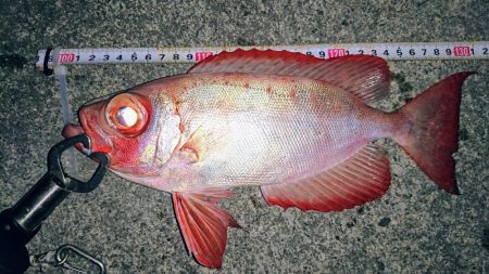 大潮に合わせてナイトフィッシング