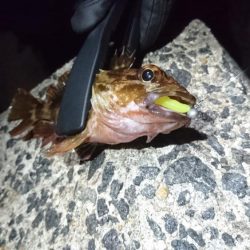 渋いながらもメバルゲット