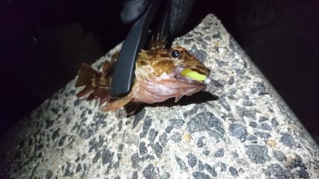 渋いながらもメバルゲット