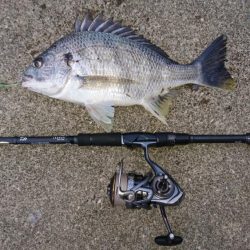 キビレデイゲーム