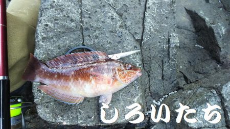 ２日間の香住釣行。