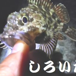 ガシラがよく釣れました。