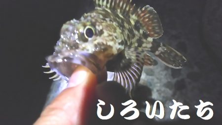 ガシラがよく釣れました。