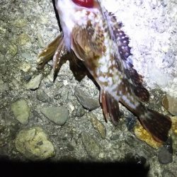 ウキが沈むと楽しい。