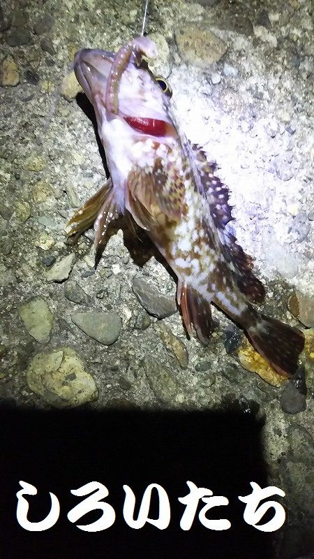 ウキが沈むと楽しい。