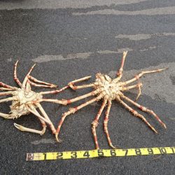 徳島県南タイラバ