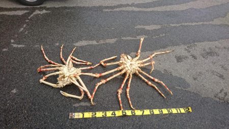 徳島県南タイラバ