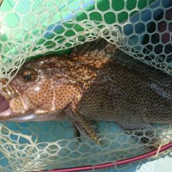 徳島県南タイラバ&ライトジギング